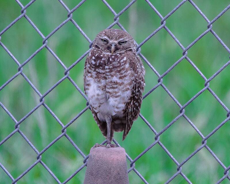 Burrowing Owl (2)