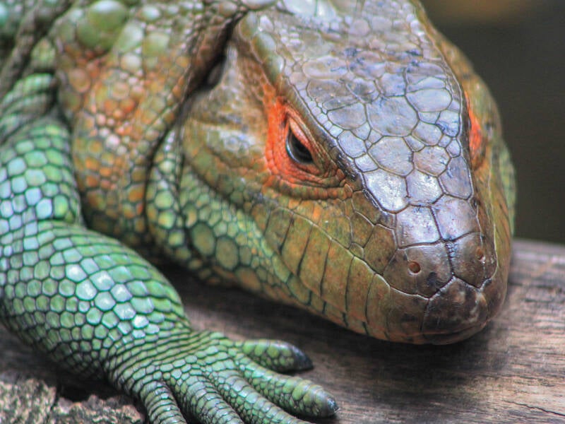 Caiman Lizard (1)