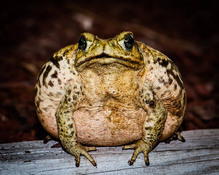Cane Toad (1)
