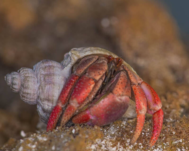 Caribbean Hermit Crab (1)