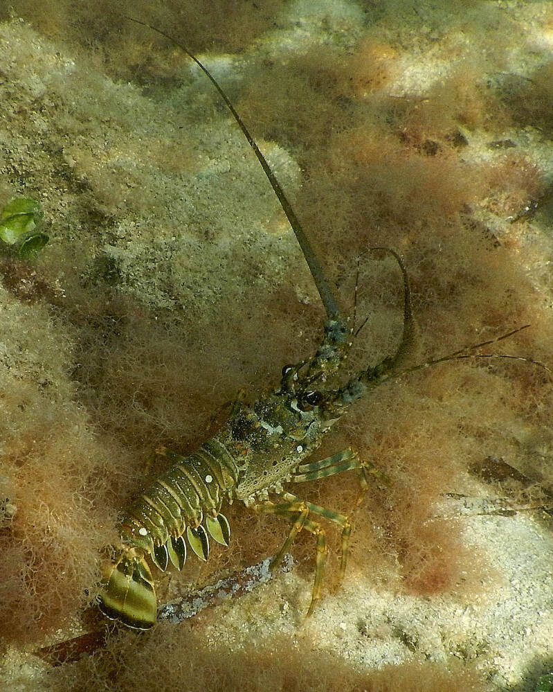 Caribbean Spiny Lobster (1)
