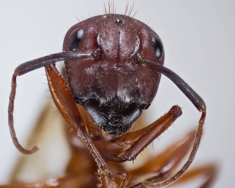 Florida Carpenter Ant (2)