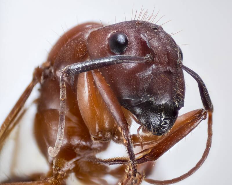 Florida Carpenter Ant (3)