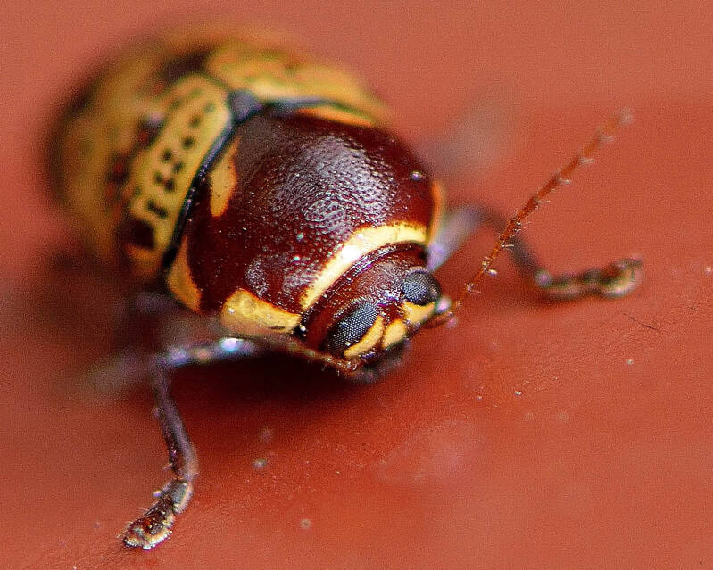 Case-Bearing Leaf Beetle (1)