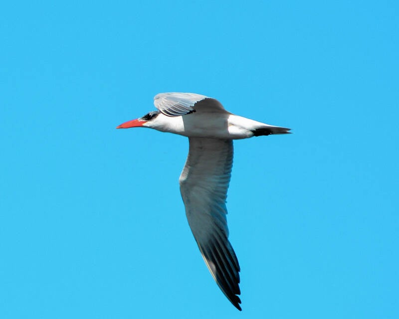 Caspian Tern (1)