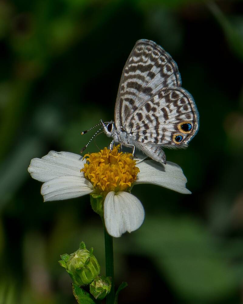Cassius Blue (2)