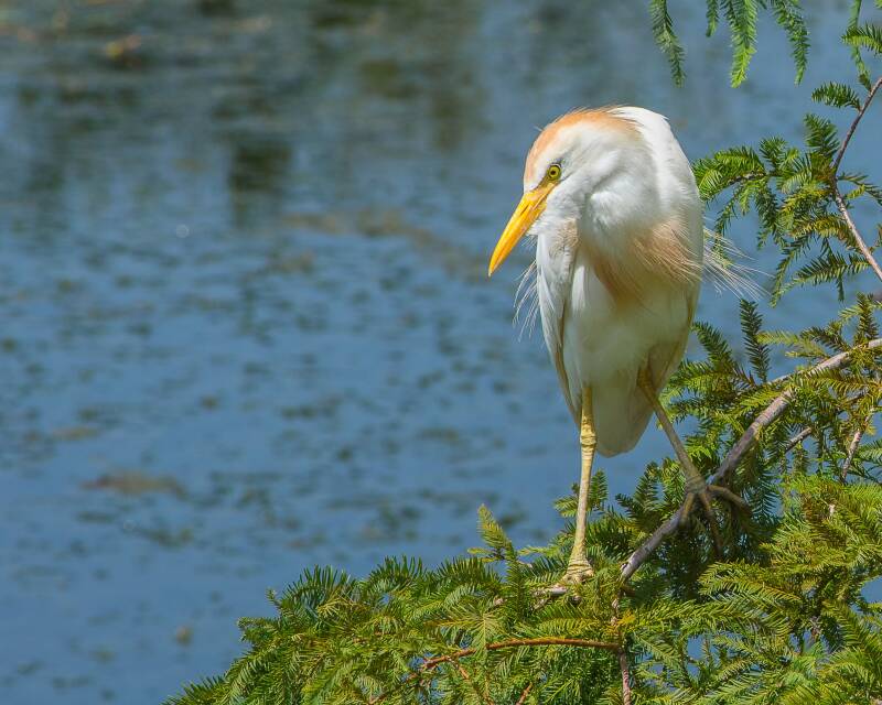 Cattle Egret (1)