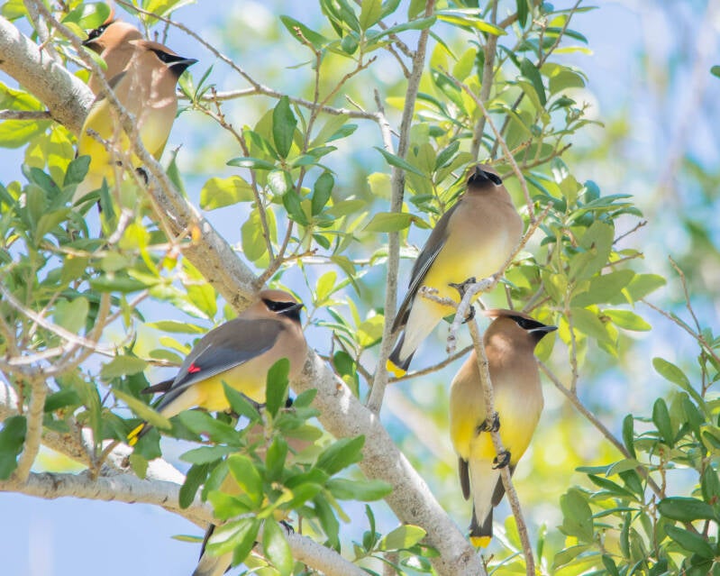 Cedar Waxwing (1)