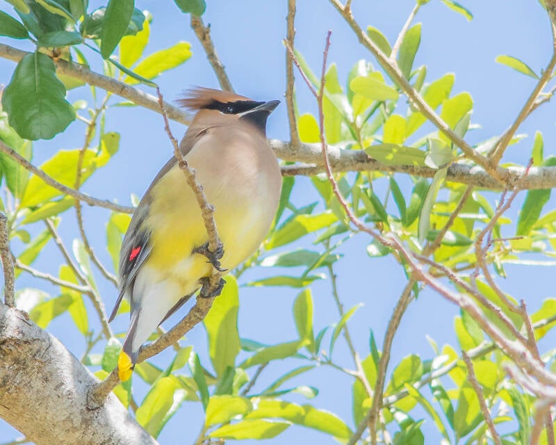 Cedar Waxwing (2)