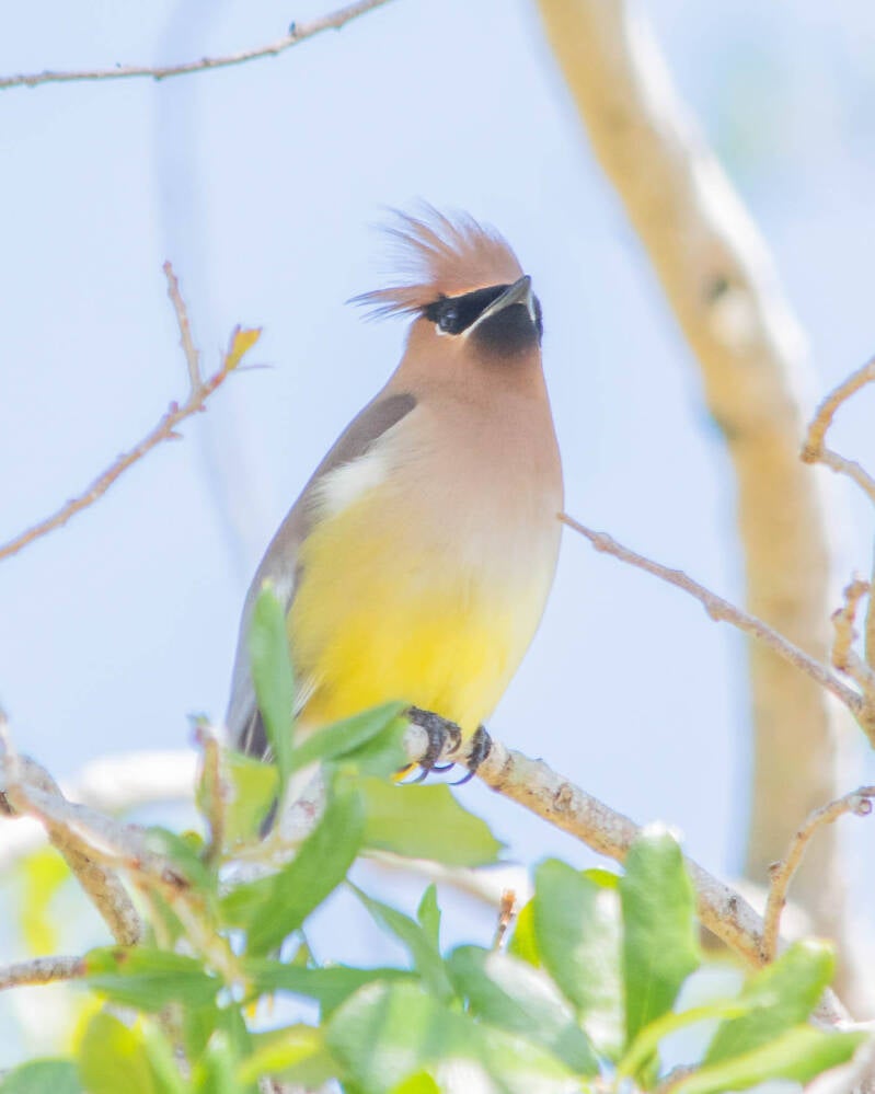Cedar Waxwing (3)
