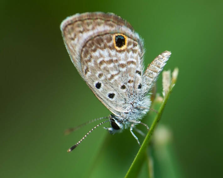 Ceraunus Blue (4)