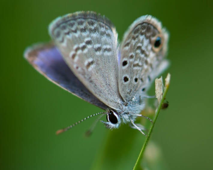 Ceraunus Blue (4)