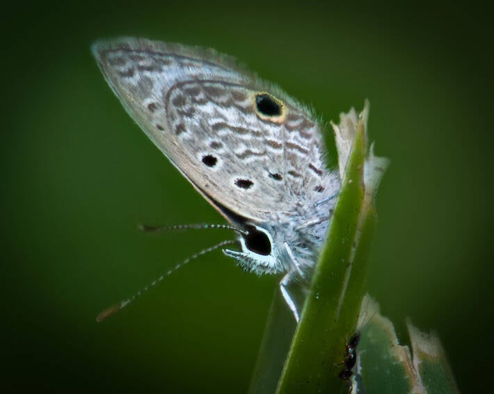 Ceraunus Blue (3)