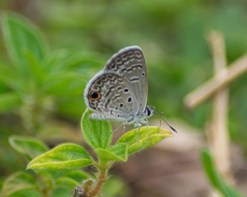 Ceraunus Blue (2)
