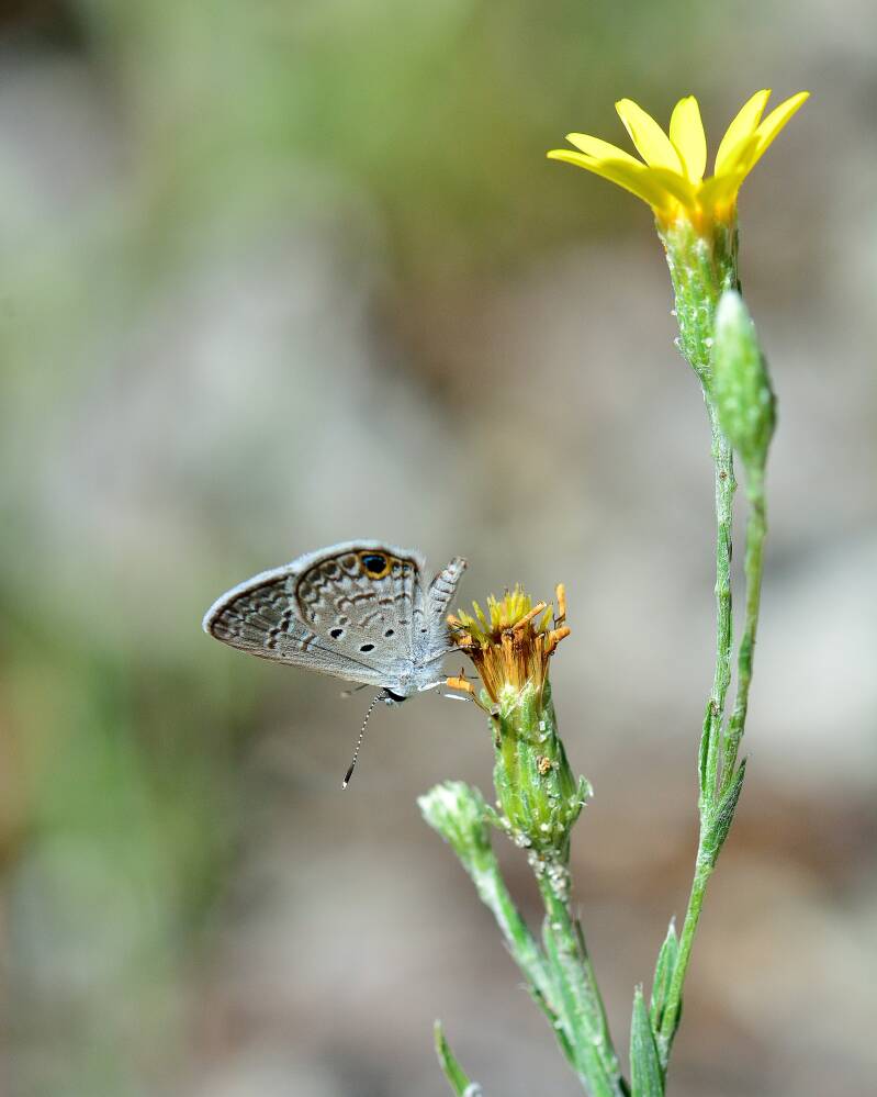 Ceraunus Blue (1)