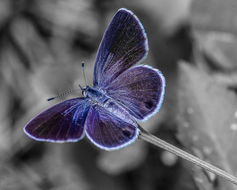 Ceraunus Blue (2)