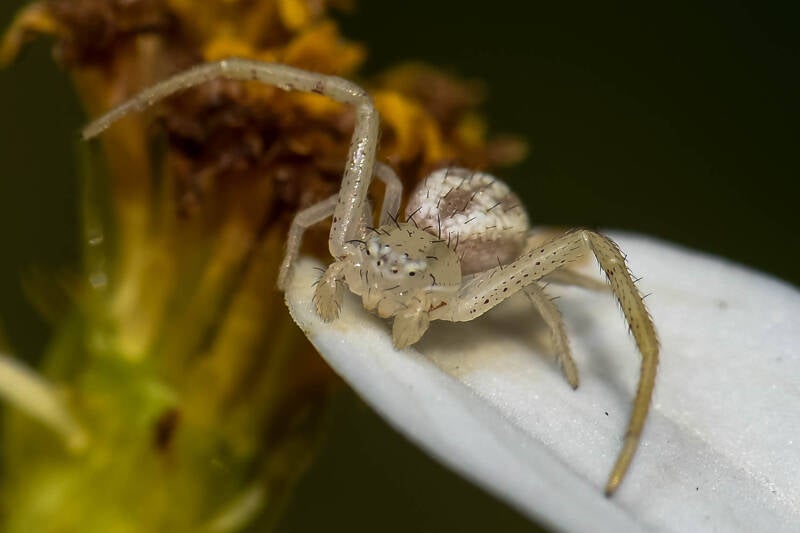 Crab Spider (11)