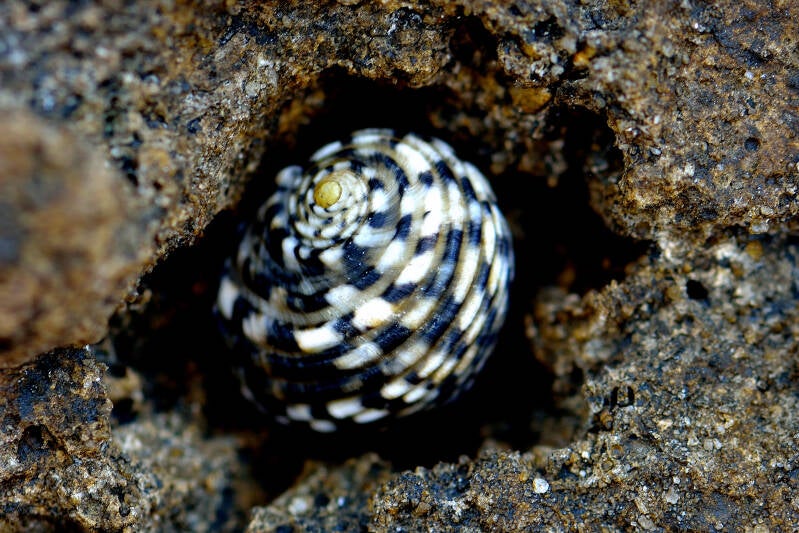 Checkered-Nerite (1)