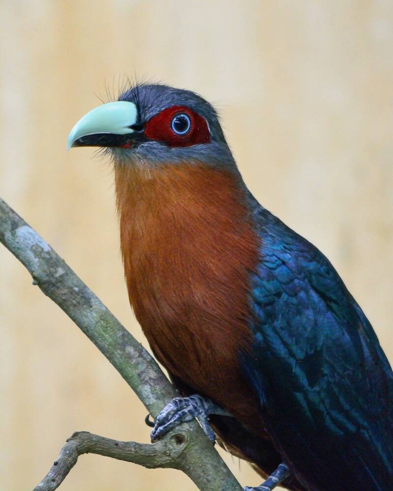 Chestnut-Breasted Malkoha (1)