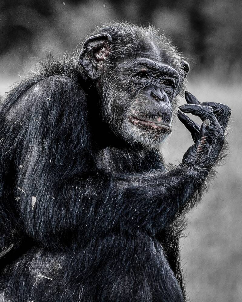 Common Chimpanzee (1)
