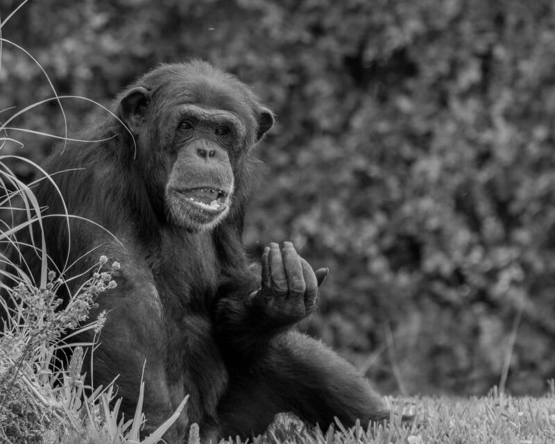 Common Chimpanzee (2)