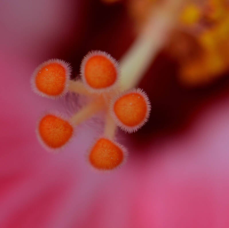 Chinese Hibiscus Stigma (1)