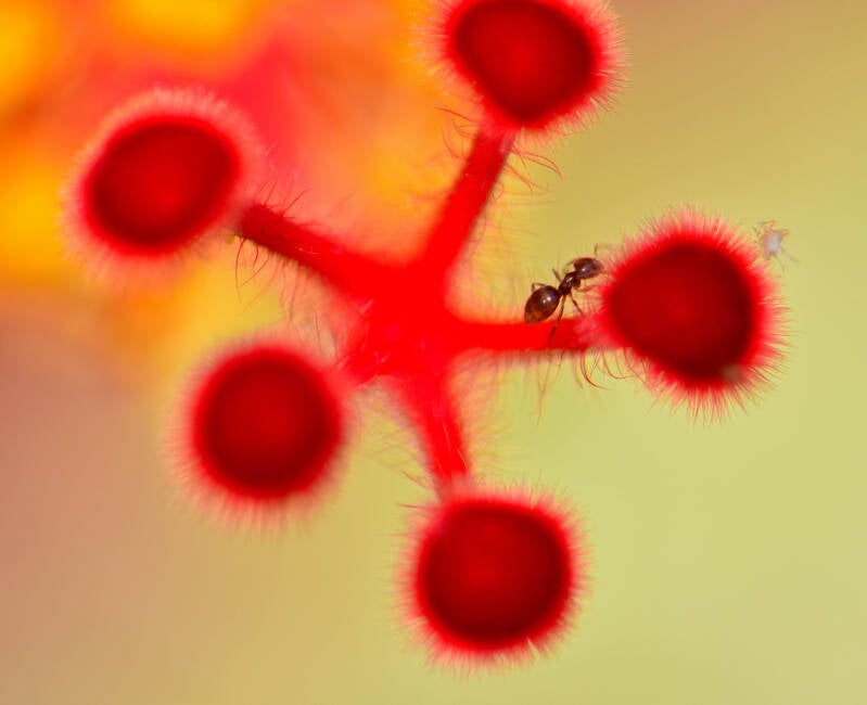 Ant on Chinese Hibiscus Stigma