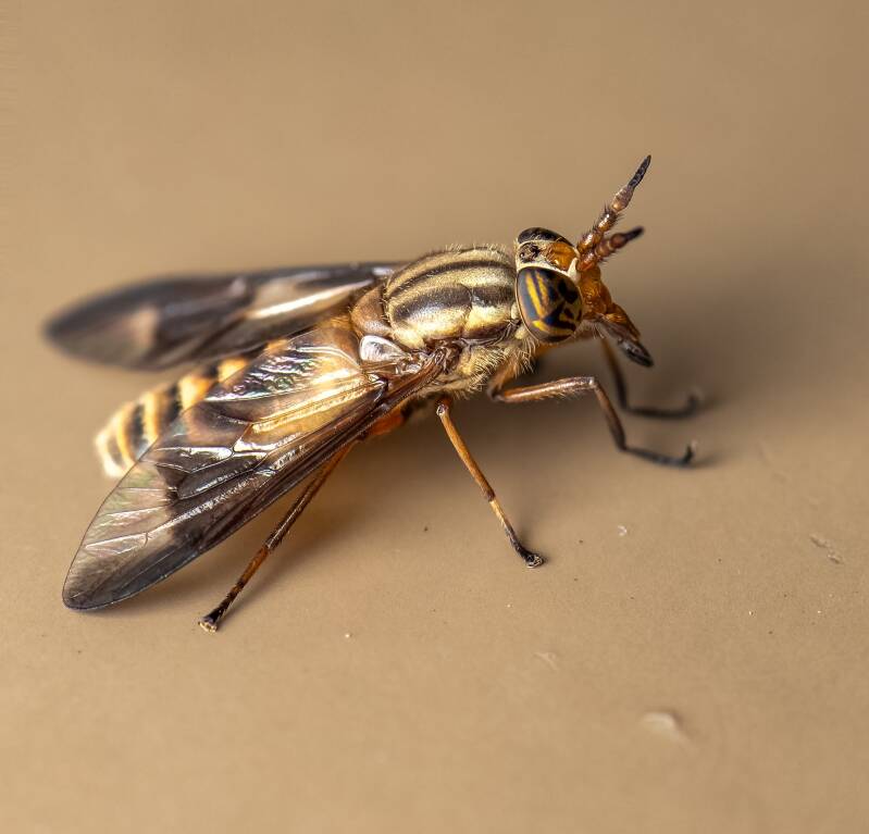 Chrysops Deer Fly (1)