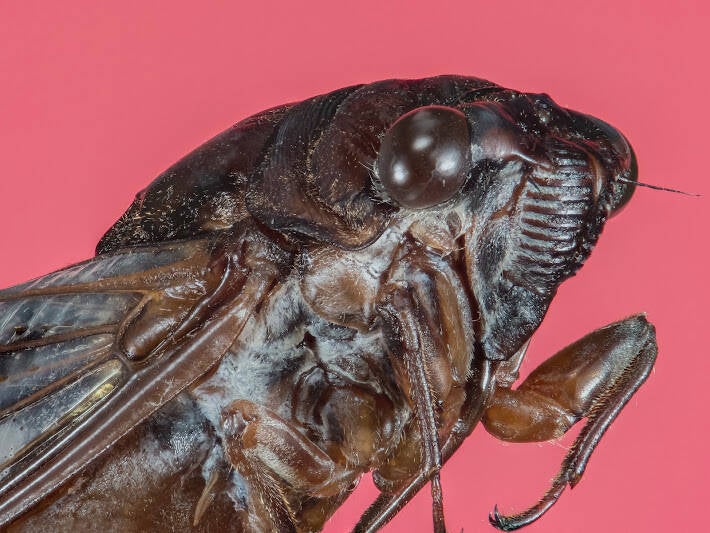 Cicada (1)