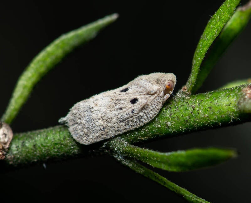 Citrus Flatid Planthopper (1)
