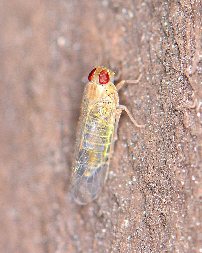 American Palm Cixiid Planthopper (1)