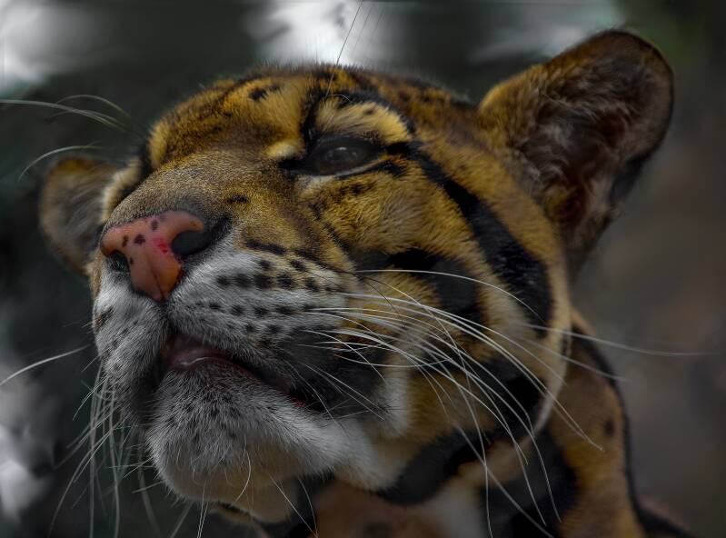 Clouded Leopard (1)