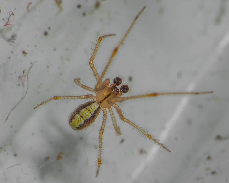 Cobweb Spider (1)