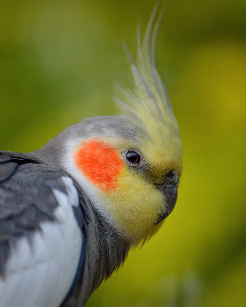 Cockatiel (1)