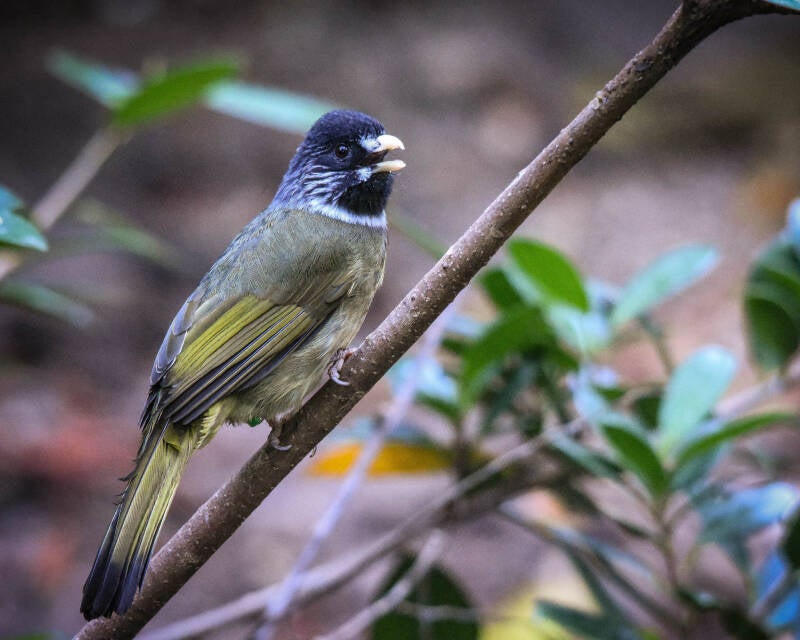 Colared Finchbill Bulbul (3)