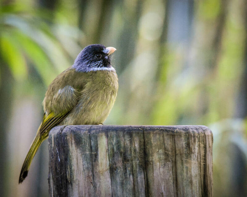 Collared Finch-Billed Bulbul (2)