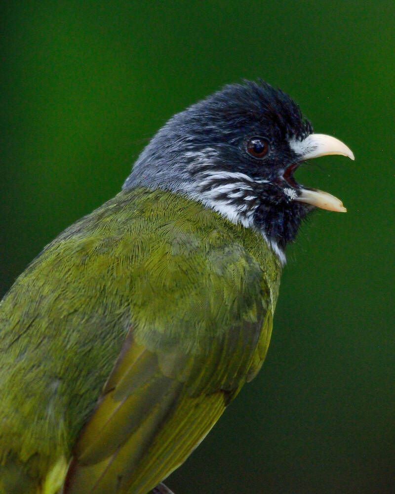 Collared Finch-Billed Bulbul (1)