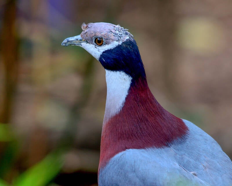 Collared Imperial Pigeon (1)