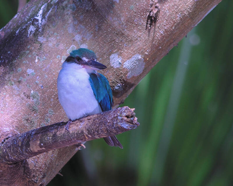 Collared Kingfisher (1)