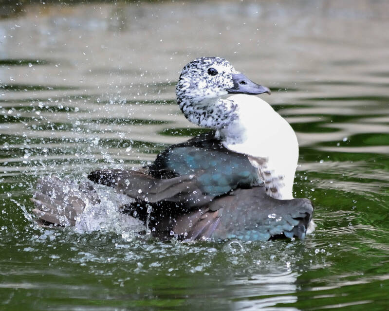 Comb Duck (1)