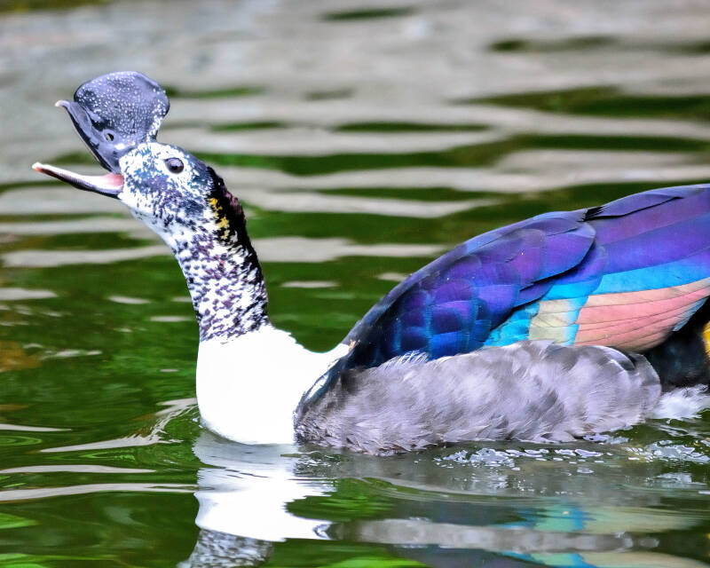 Comb Duck (2)