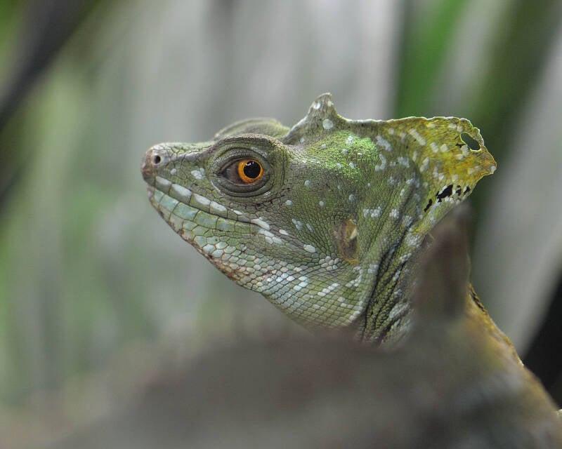 Green Basilisk (1)