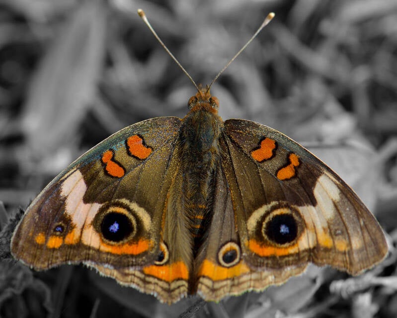Common Buckeye (1)