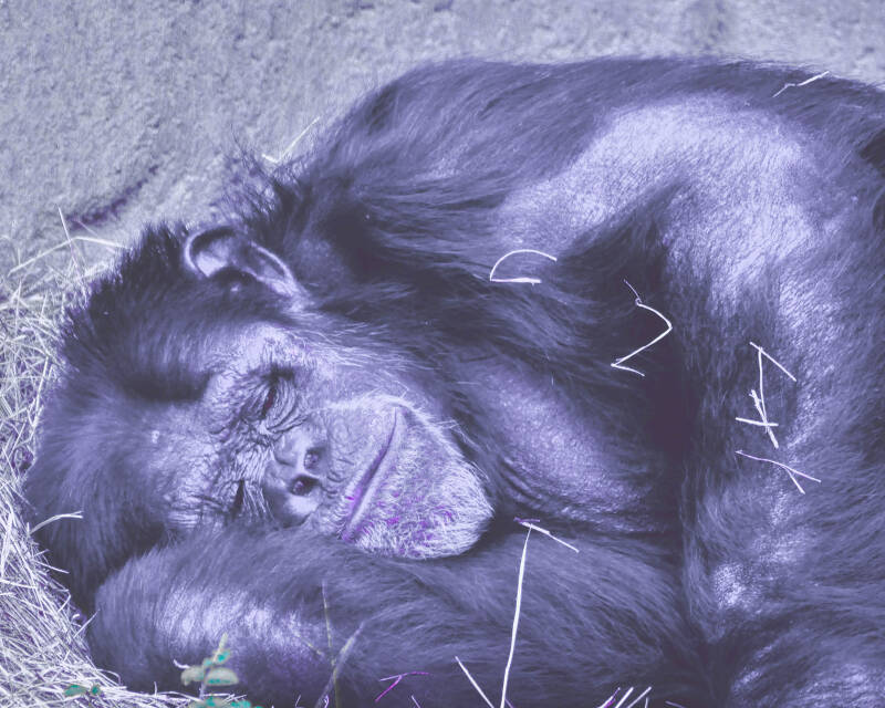Common Chimpanzee (3)