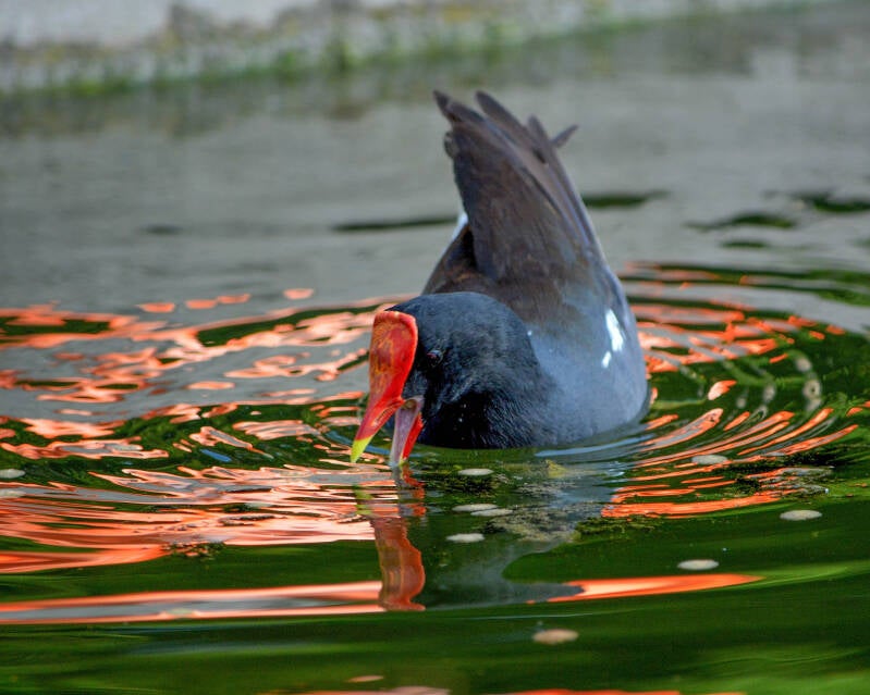Common Gallinule (2)