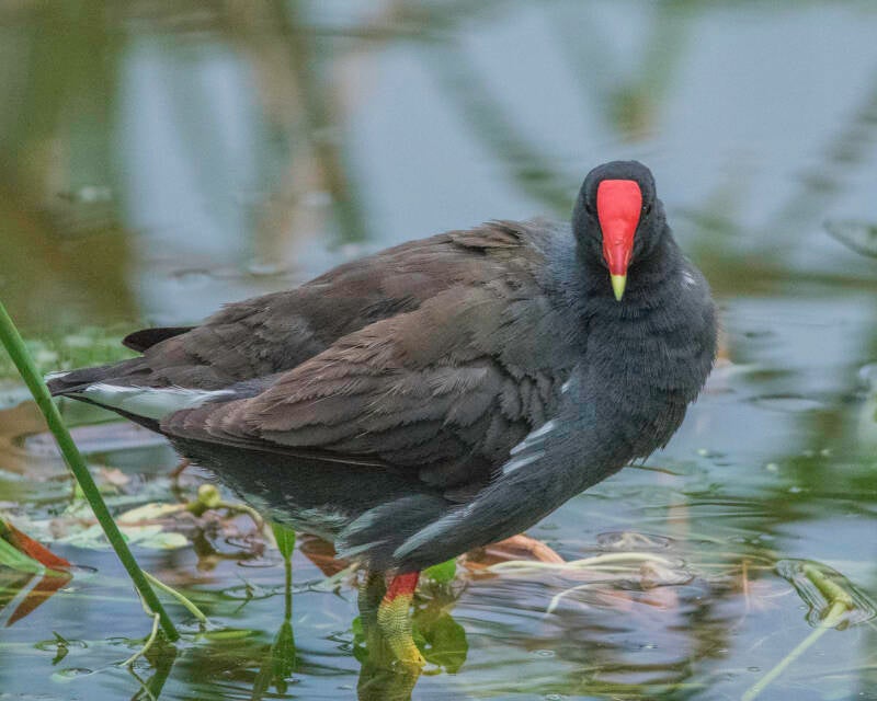 Common Gallinule (4)