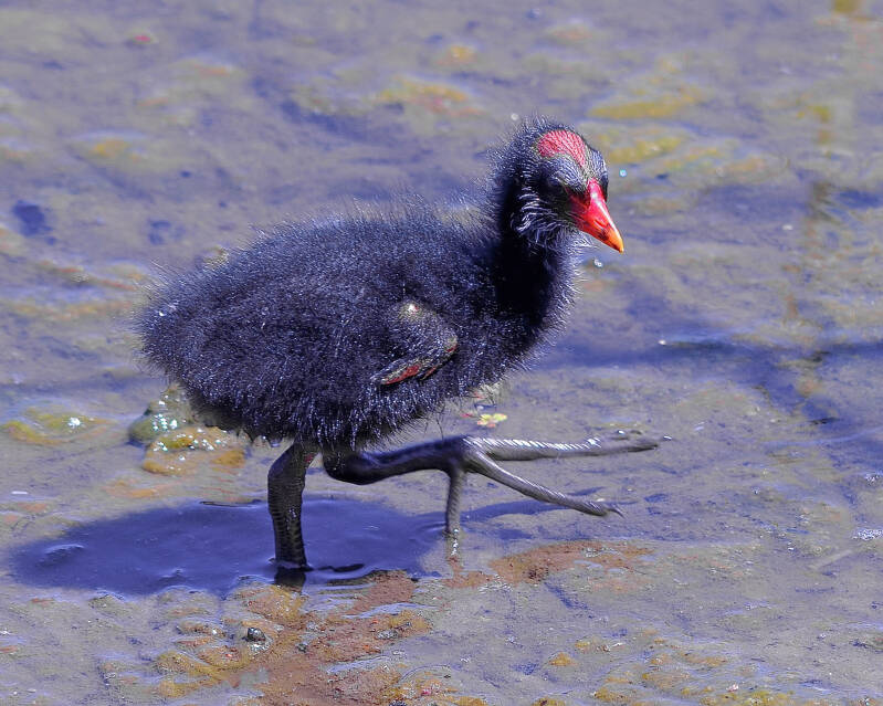 Common Gallinule (3)