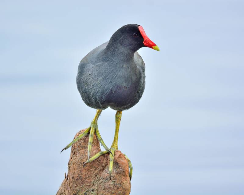 Common Gallinule (1)