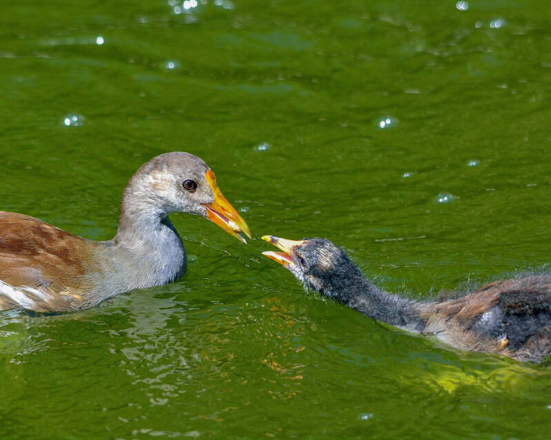 Common Gallinule (4)