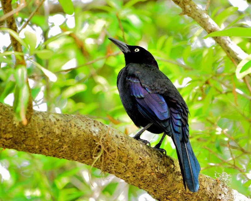 Common Grackle (3)